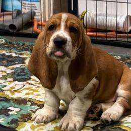 Blue- Hank - Mahogany and white male Basset Hound puppy in Pflugerville, Texas from Mountain Mama Bassets