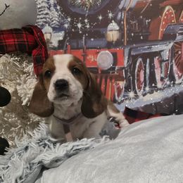 LT. PINK GIRL - Mahogany and white female Basset Hound puppy in Snow Camp, North Carolina from V's Southern Angels