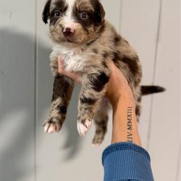 Luigi - Red merle male Australian Shepherd puppy in Tyner, Kentucky from Lil’ Town Aussies