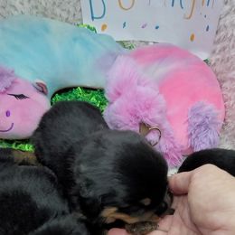 Boy 2 - Black and mahogany Rottweiler puppy in Cocoa, Florida from Space Coast Rottweilers