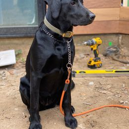 Labrador Retriever Puppies from Obedience 2 Death