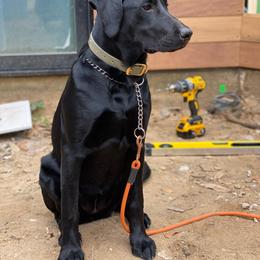 Labrador Retriever Puppies from Obedience 2 Death