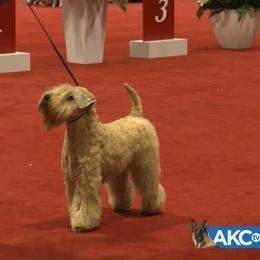Momma Halle  on AKC TV- puppy girl 2 is spoken for - Wheaten female Soft Coated Wheaten Terrier puppy in Gainesville, Virginia from Cross the Rubicon