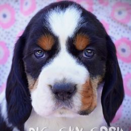 Female2 - Black white and tan female English Springer Spaniel puppy in Great Falls, Montana from Big Sky Springers