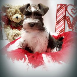 Miniature Schnauzer Puppies from Country Charm Mini Schnauzers