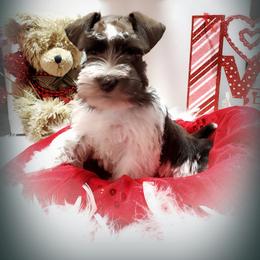 Miniature Schnauzer Puppies from Country Charm Mini Schnauzers