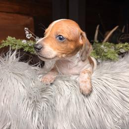 Chestnut - Piebald male Dachshund puppy in Washburn, Tennessee from Broken Arrow Miniature Dachshunds