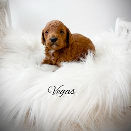 Vegas - Red  male Goldendoodle puppy in from Pink Poodles and Doodles