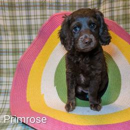 Primrose - Brown female Cockapoo puppy in Sunset, Louisiana from Cano Cockapoos