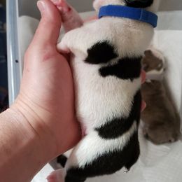 English Bulldog Puppies from Ruza's Bulldogs