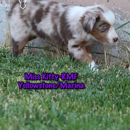 Miss Kitty - Red merle female Miniature American Shepherd puppy in Elgin, Oregon from Cross L Miniature American Shepherds