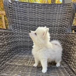 Denali - Merle male Pomsky puppy in Winchendon, Massachusetts from Mountain View Pomskies