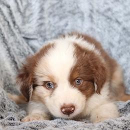 Donkey Kong - Red merle male Australian Shepherd puppy in Squaw Valley, California from A&M Australian Shepherds