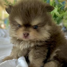 Teddy - Chocolate and tan male Pomeranian puppy in Santa Clarita, California from Hollywood Mini Pets