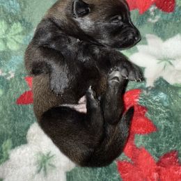 Pink Collar - Fawn female Belgian Malinois puppy in Trenton, Georgia from Laeknir K9