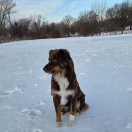 Scarlett - Miniature Australian Shepherd