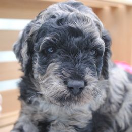 Boy 2 - Goldendoodle puppy in Rexburg, Idaho from Obsidian Creek Doodles LLC