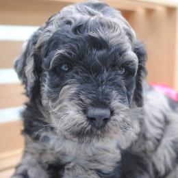 Boy 2 - Goldendoodle puppy in Rexburg, Idaho from Obsidian Creek Doodles LLC
