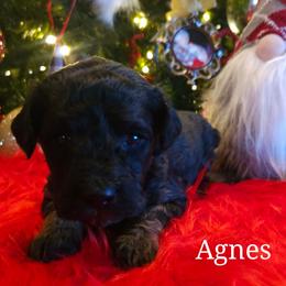 Agnes - Phantom male Poodle puppy in Farley, Iowa from Iowa's Doodle Co.
