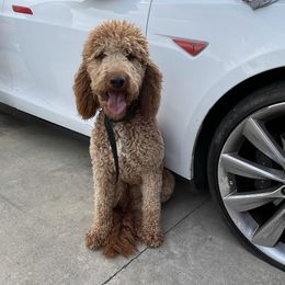 Chaney  - Goldendoodle