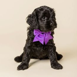 Geneva - Black female Cavapoo puppy in New River, Arizona from Catella Cavaliers and Cavapoos
