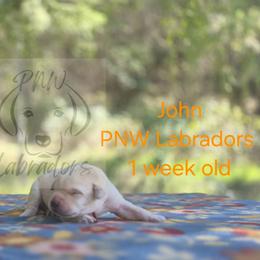 John - Yellow male Labrador Retriever puppy in Rogue River, Oregon from PNW Labradors