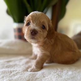 Brown Boy - Red and white male Cockapoo puppy in Fort Gibson, Oklahoma from Waggle Doodles