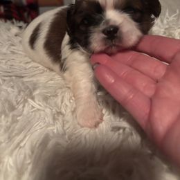 Boy 3 - Shih Tzu puppy from Mending Hearts Shih Tzu's