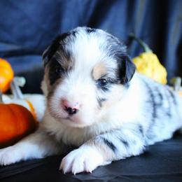Ice - Blue merle male Miniature Australian Shepherd puppy in Ixonia, Wisconsin from Hunt N Oaks
