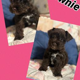 Brownie - Liver female Miniature Schnauzer puppy in Russellville, Arkansas from River Valley Great Danes & Miniature Schnauzers