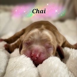 Chai - Buff male Cocker Spaniel puppy in North Carolina from Cocker Cottage
