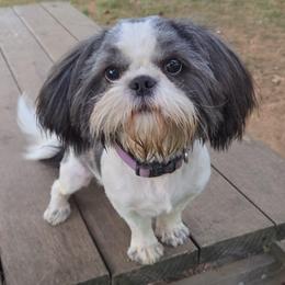 Dixie - Shih Tzu