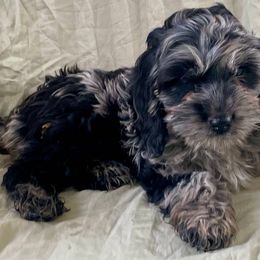 Cockapoos, Shihpoos, Shih Tzus, Shorkies, and Yorkipoos from Christina’s Puppy Utopia