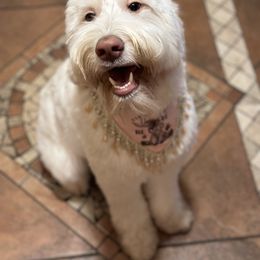 Goldendoodle Puppies from Dream A Little Doodle