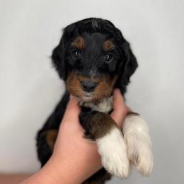 Boy 4 - Tri-color male Bernedoodle puppy in Surprise, Arizona from Huckleberry Doodles