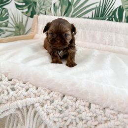 Shih Tzu Puppies from Purse Pup Shih Tzus
