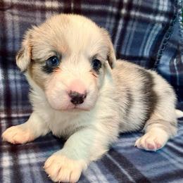 Merle Female 5 - Blue merle and white female Cardigan Welsh Corgi puppy in Thornton, New Hampshire from Dinger’s Dogs
