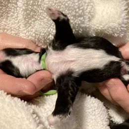 Maltipoo, Morkie, and Yorkipoo Puppies from Danza Bolo
