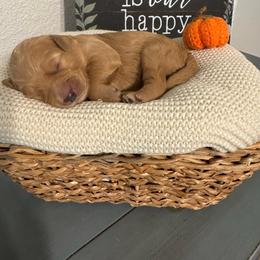 Beth - Cream female Goldendoodle puppy in Roseville, California from Roseville GoldenDoodles