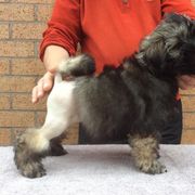 Lowchen Puppies from Ashford Kennel