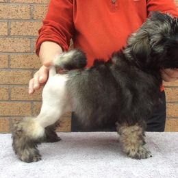 Lowchen Puppies from Ashford Kennel