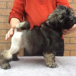 Lowchen Puppies from Ashford Kennel