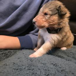 Black - Sable male Collie puppy in Wykoff, Minnesota from Country Collies