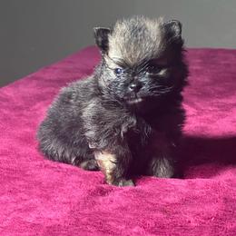 Kolby - Orange sable male Pomeranian puppy in Kansas City, Missouri from S&K Pomeranians