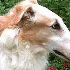 Borzois from Russian Borzoi