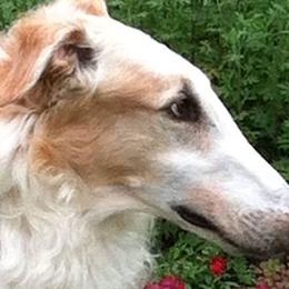 Borzois from Russian Borzoi
