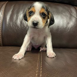 Girl 2 - Black white and tan American Foxhound puppy in Waxhaw, North Carolina from Setting Sun Kennel