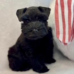 Athena - Black female Miniature Schnauzer puppy in Independence, Missouri from Crown Schnauzers KC