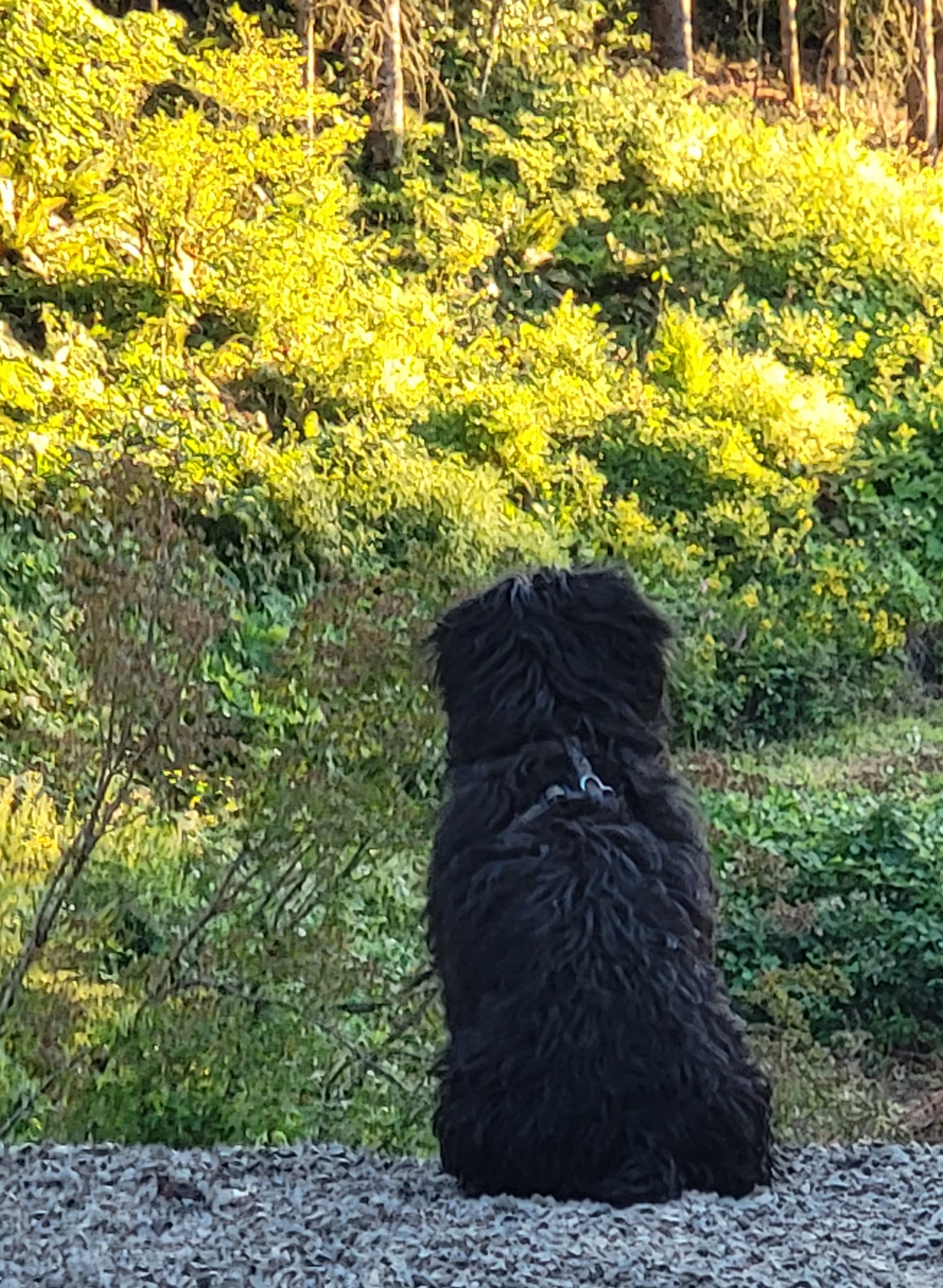 Poodle, Soft Coated Wheaten Terrier, and Whoodle Puppies from Green Mountain Kennel