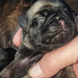Boy 2 - Fawn male Pug puppy in Gadsden, Alabama from Carla's Pugs